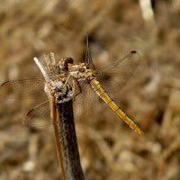 Libellula di 