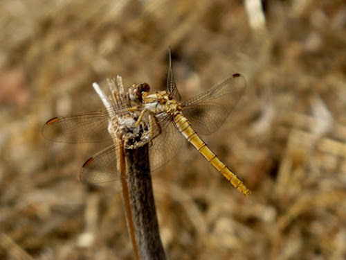 Libellula di Frauri