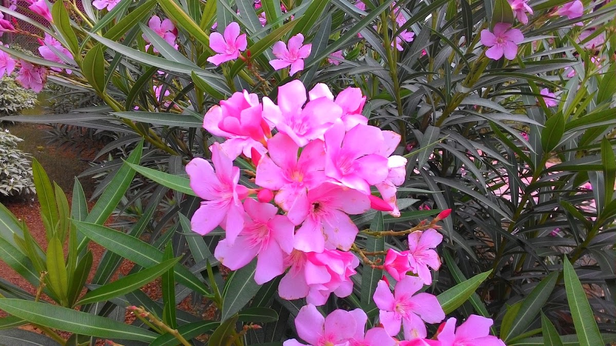 Oleander