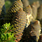 Item logo image for Dragon mist tree