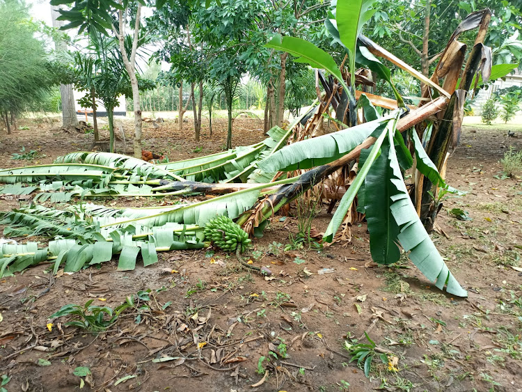 A banana tree that was brought down by the rain.