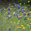 bluebonnets