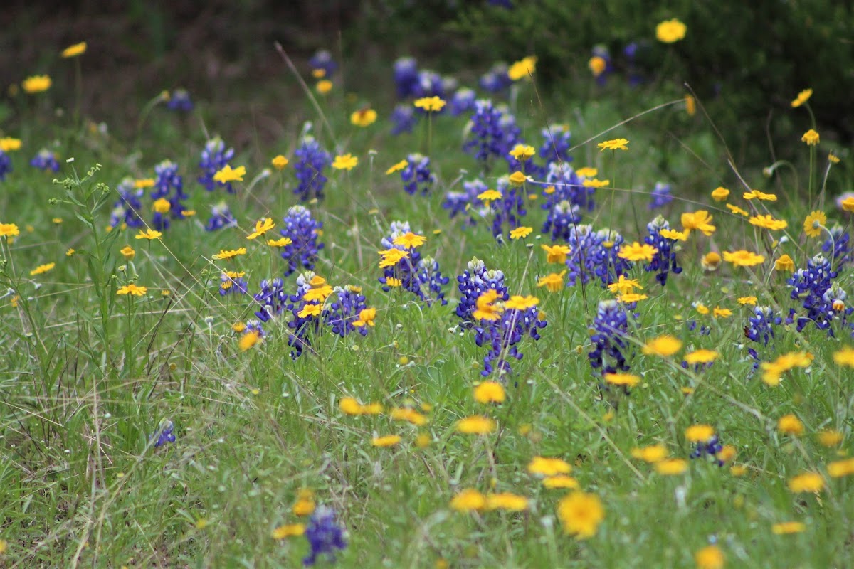 bluebonnets