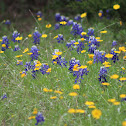 bluebonnets