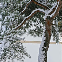 Nel bel mezzo di un gelido inverno di 