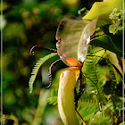 Nepenthes mirabilis 豬籠草