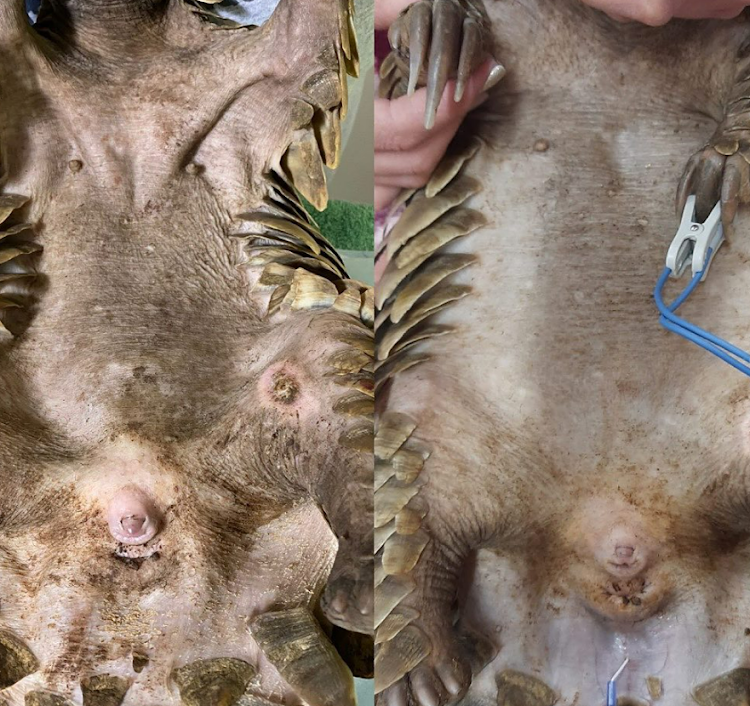 A before and after photo of Gaia, a Temminck's pangolin, shows her dehydrated state on the left when she was rescued, and three days later on the right once she had been rehydrated.