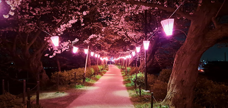 シルビアの権現堂・桜に関するカスタム事例の投稿画像7枚目