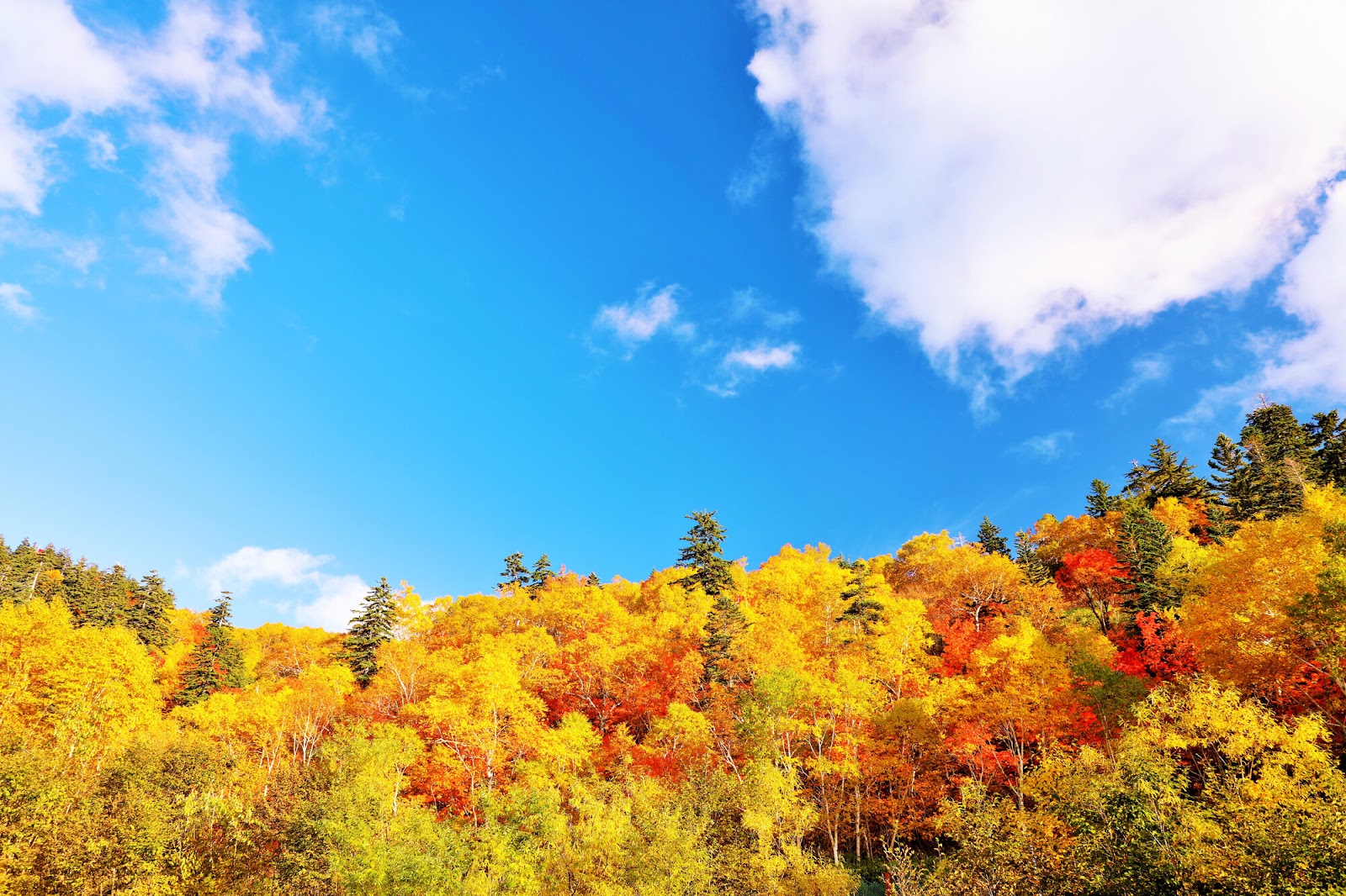 北海道の紅葉を楽しめる時期