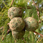 Bald Cypress