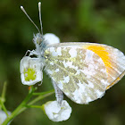 Orange Tip