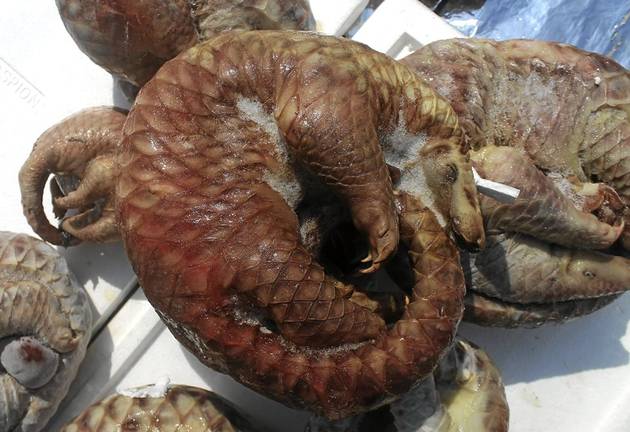 A plucky pangolin named Maritz has died after being trafficked in a journey spanning over a 1000 kilometres in a dusty backpack.