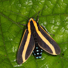 Tiger Moth