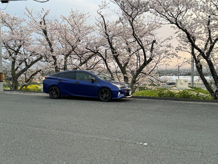 プリウスのサクラと愛車・4月もよろしくお願い致します🌸・ホイール交換に関するカスタム事例の投稿画像1枚目