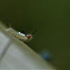 White-marked Tussock Moth Caterpillar