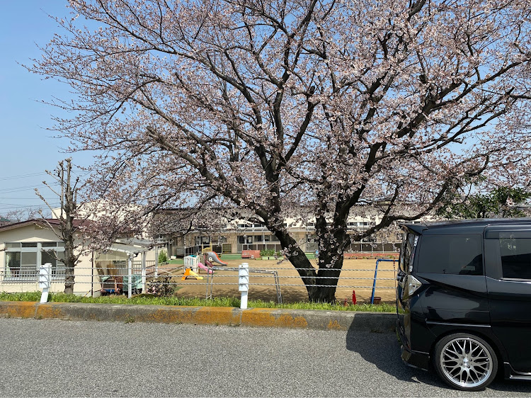 タンクカスタムの本日の1枚・写真うまく撮れない・桜・TRD・お尻に関するカスタム事例の投稿画像4枚目