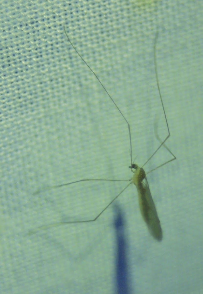 Limoniid Crane Fly