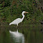 Great Egret