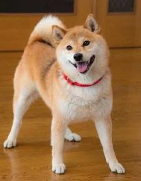 捨て犬の気持ち