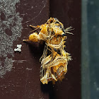 Hill Fern Moth