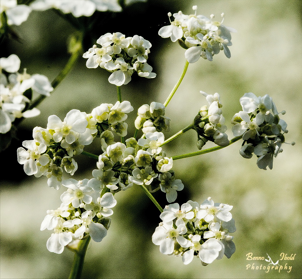 Poison hemlock