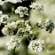 Poison hemlock