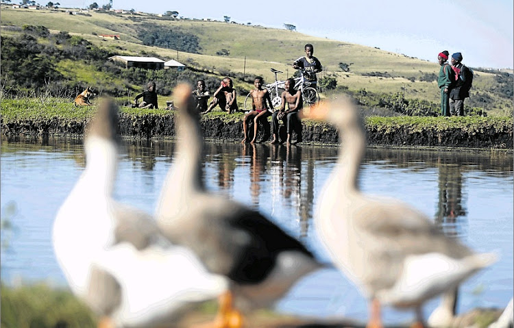 Boys from Nqandani near Butterworth relax at the Ntabalenga Dam while geese walk by.