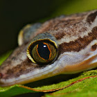 Grooved Bent-toed Gecko