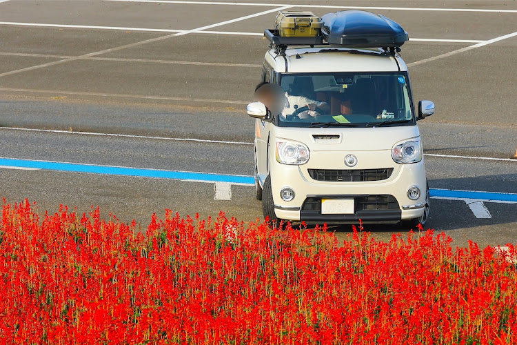 ムーヴキャンバスの東京ドイツ村・思いつきで行動・計画なし・サルビア・サルビア畑に関するカスタム事例の投稿画像4枚目