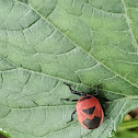 Cucurbit Stink Bug or Red Pumpkin Bug