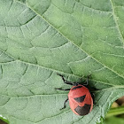 Cucurbit Stink Bug or Red Pumpkin Bug