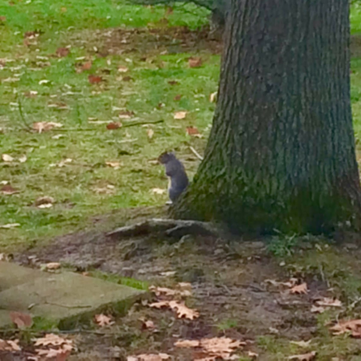 Eastern Gray Squirrel