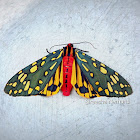 Emerald Tiger Moth