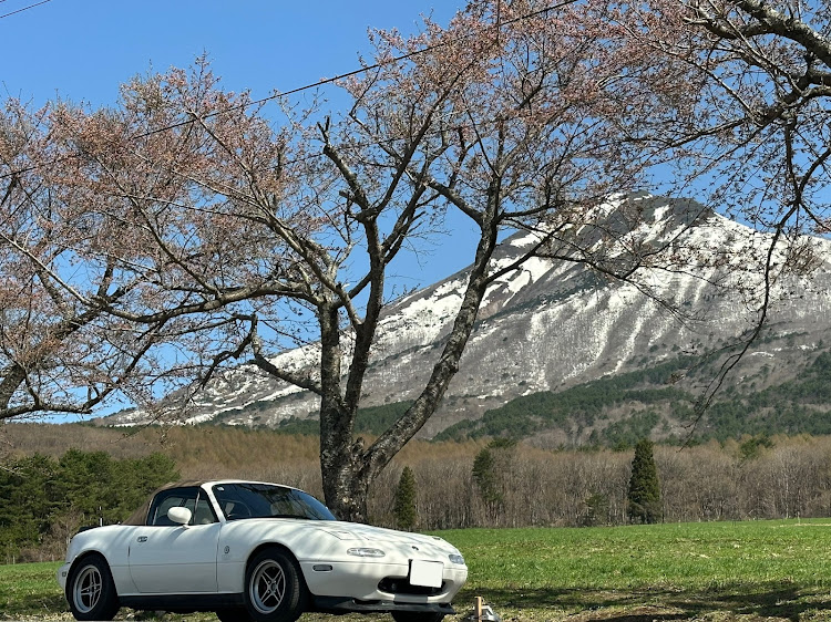 ロードスターの町営牧場・サクラと愛車・観音寺川の桜・いつもイイネ&コメントありがとうございます🙇‍♂️に関するカスタム事例の投稿画像3枚目