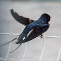 Barn Swallow; Golondrina Común