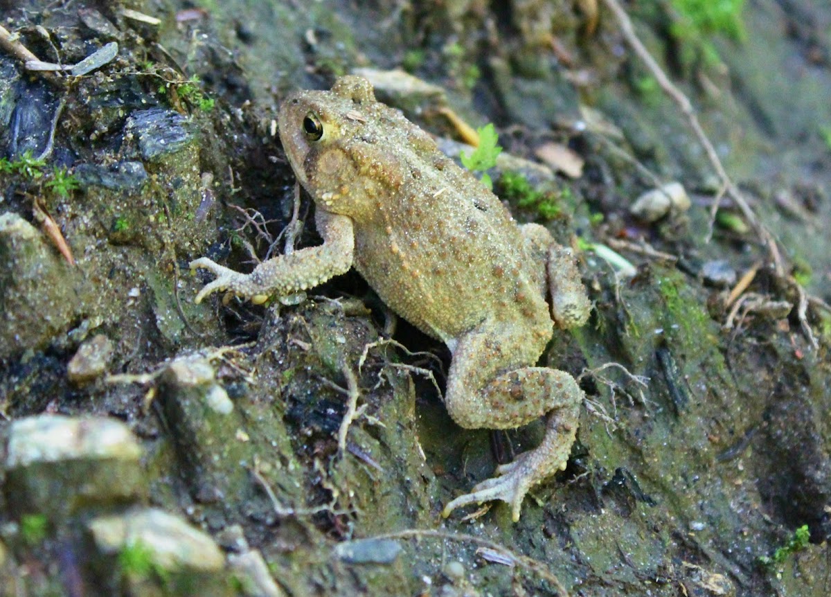 Eastern American Toad