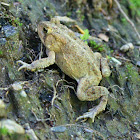 Eastern American Toad