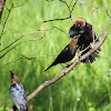 Brown-headed Cowbird (3 males)