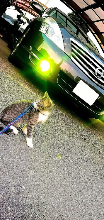 ティアナのすん( ˙-˙ )さんが投稿したカスタム事例の投稿画像1枚目