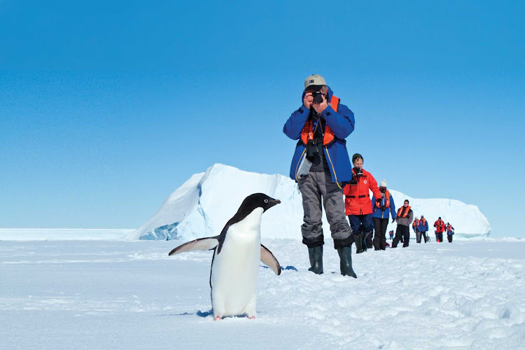  While hiking in Antarctica on a Lindblad expedition, have an up-close encounter with an Adelie penguin.