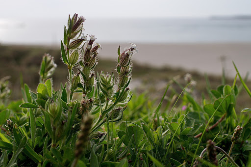 Silene gallica