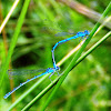 Goblet-marked damselfly