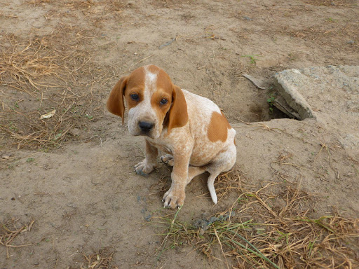 English Coonhound Wallpaper