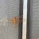 Flame Skimmer Dragonfly