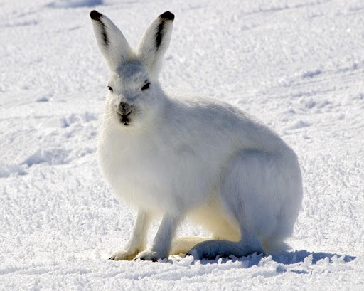 Arctic Hare Live Wallpaper