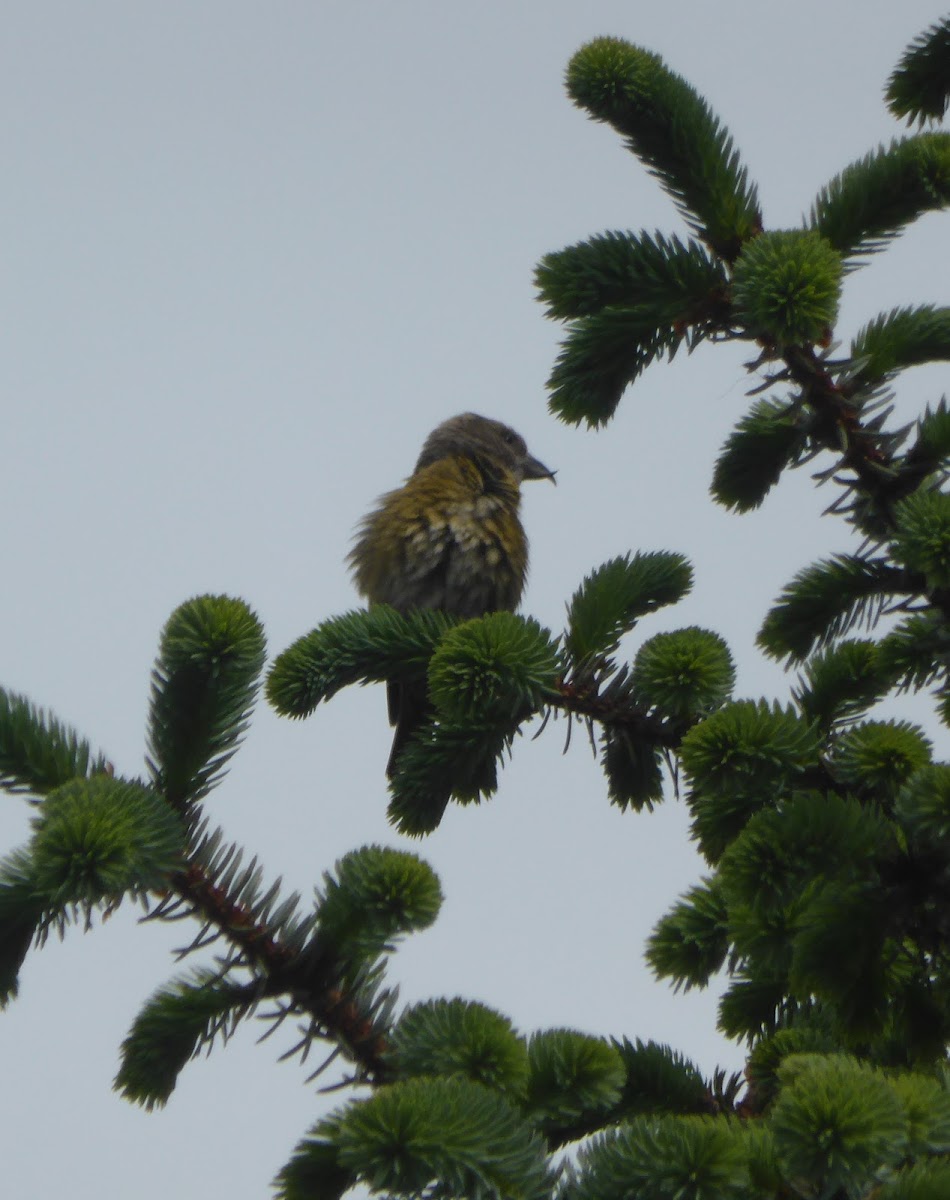 Red Crossbill