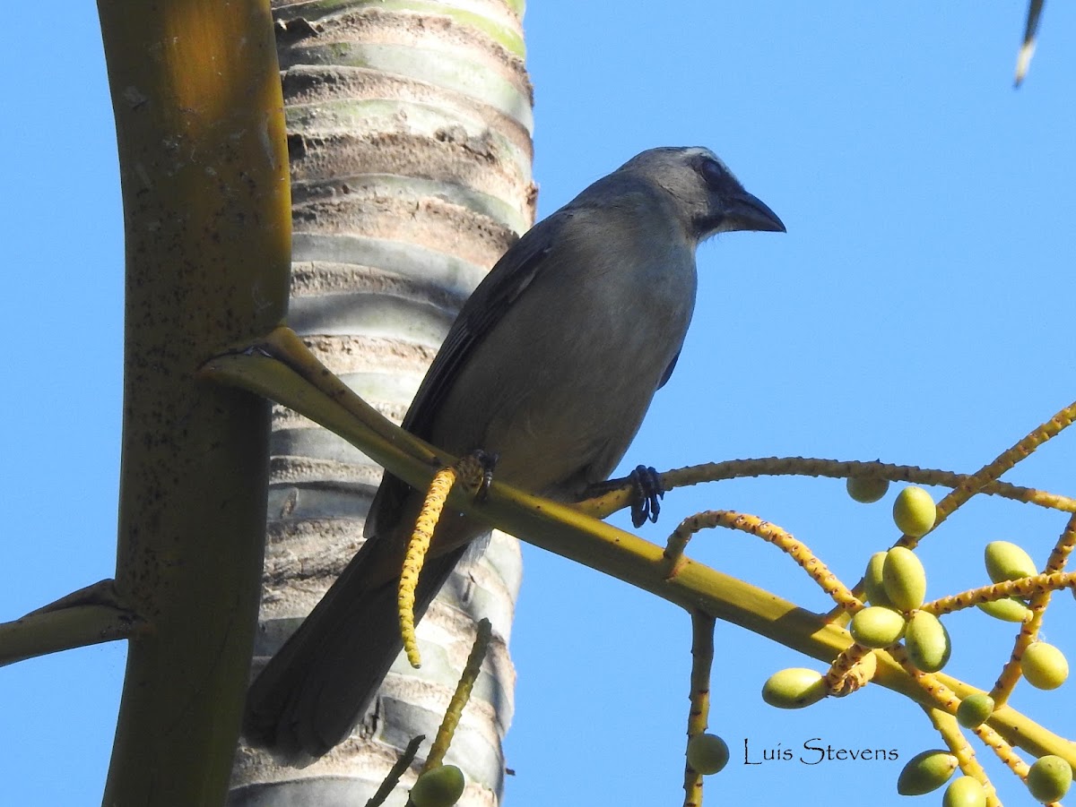 Grayish Saltator