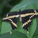 Eastern Giant Swallowtail Butterfly