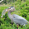 Great blue heron