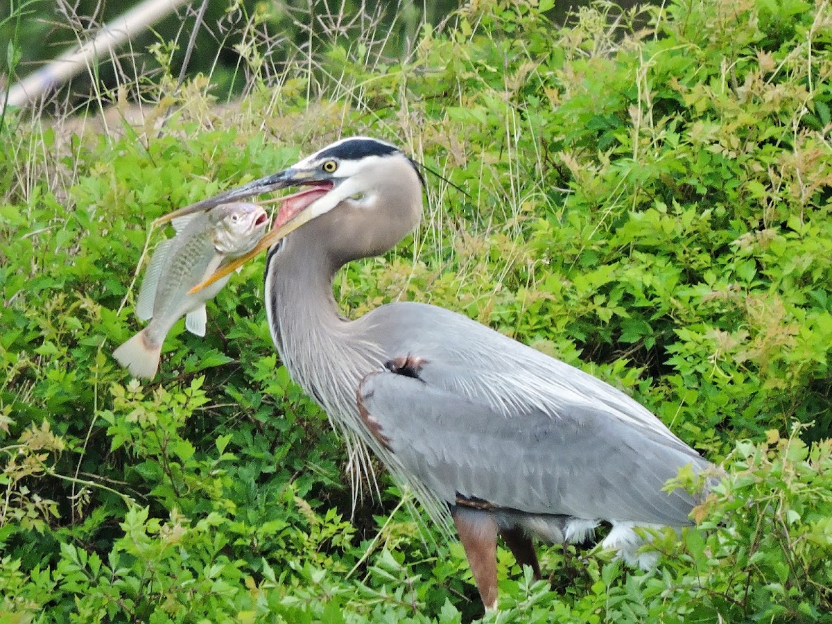 Great blue heron